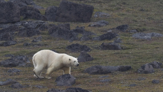 PLA10-24, Day 7, PLA10-24__1010329_© Ursula Tscherter © Ursula Tscherter - Oceanwide Expeditions.JPG