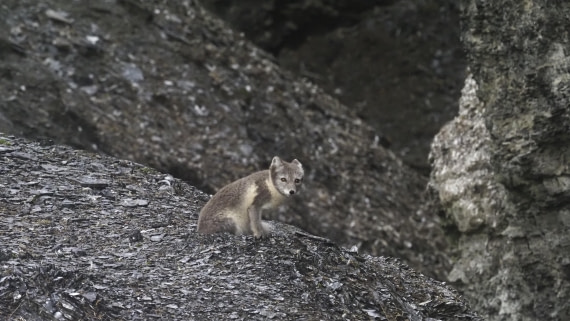 PLA10-24, Day 7, PLA10-24__1010032_© Ursula Tscherter © Ursula Tscherter - Oceanwide Expeditions.JPG