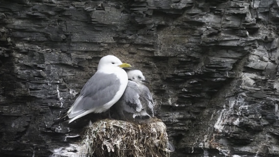PLA10-24, Day 7, PLA10-24__1010040_© Ursula Tscherter © Ursula Tscherter - Oceanwide Expeditions.JPG