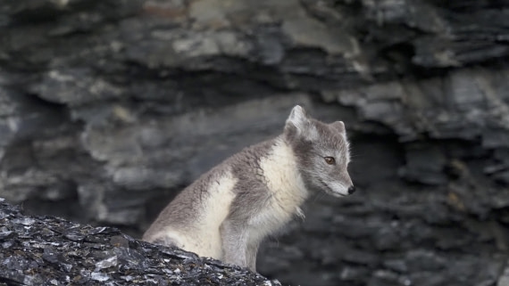 PLA10-24, Day 7, PLA10-24__1010082_© Ursula Tscherter © Ursula Tscherter - Oceanwide Expeditions.JPG