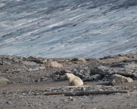 Polar bear on Kvitøya island