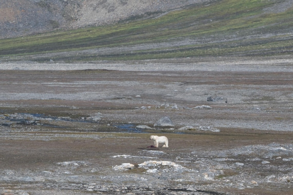 Polarbear at Kapp mitra