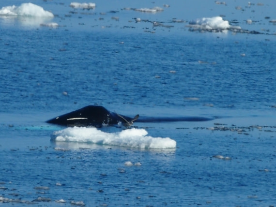 PLA10-24 around Spitsbergen- Kvitoya