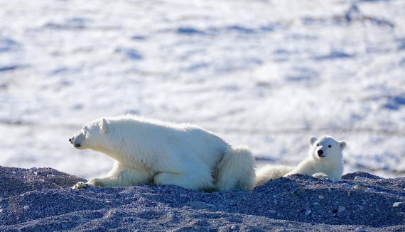 Mommabear and her Cub