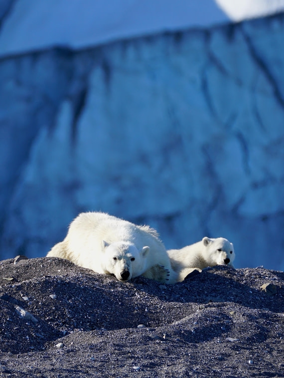 Spitsbergen Mommabear