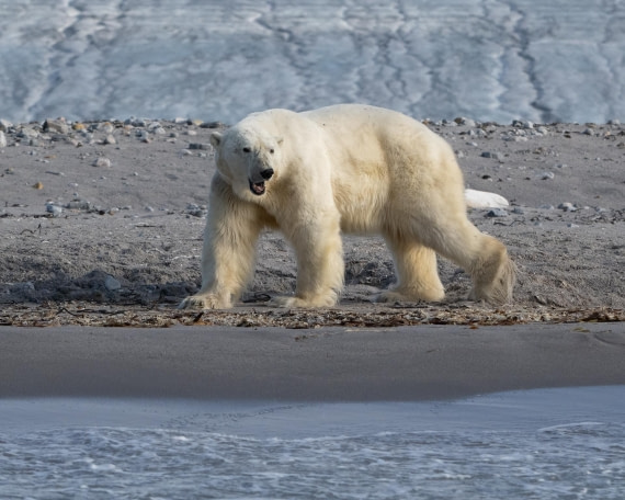 Polar bear on Kvitøya island