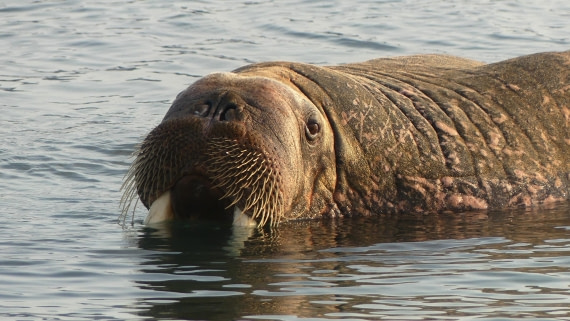PLA11-24, Day 2,  Smeerenburg walrus 16 x 9. © John Rogers - Oceanwide Expeditions.JPG