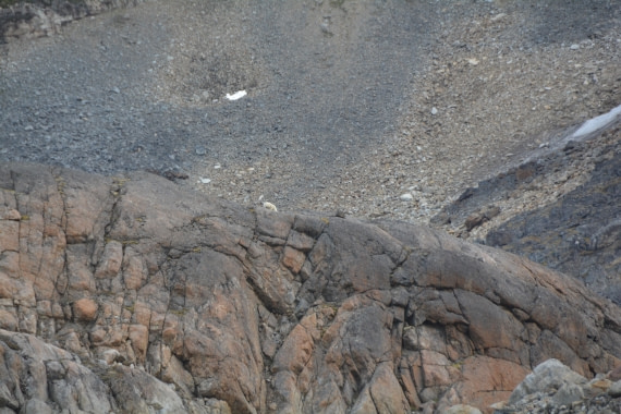 PLA11-24, Day 2, DSC_0046 © Paolo Bellezze - Oceanwide Expeditions.JPG