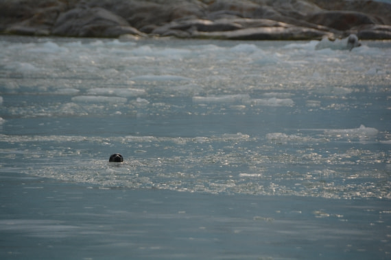 PLA11-24, Day 2, DSC_0074 © Paolo Bellezze - Oceanwide Expeditions.JPG