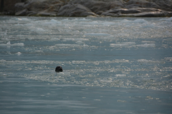PLA11-24, Day 2, DSC_0077 © Paolo Bellezze - Oceanwide Expeditions.JPG