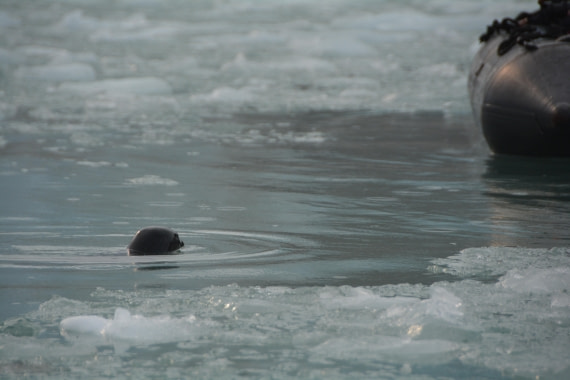 PLA11-24, Day 2, DSC_0081 © Paolo Bellezze - Oceanwide Expeditions.JPG