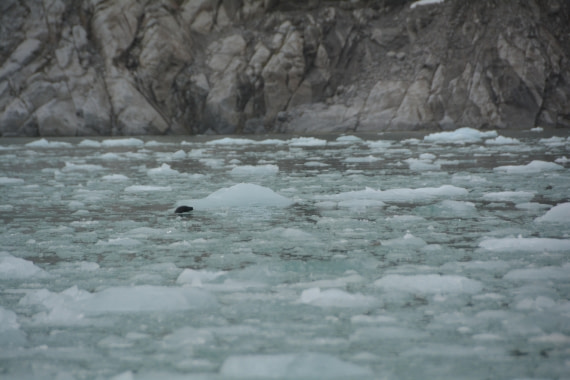 PLA11-24, Day 2, DSC_0090 © Paolo Bellezze - Oceanwide Expeditions.JPG