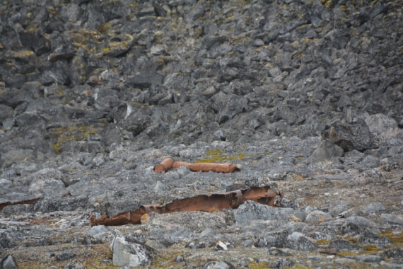 PLA11-24, Day 2, DSC_0111 © Paolo Bellezze - Oceanwide Expeditions.JPG