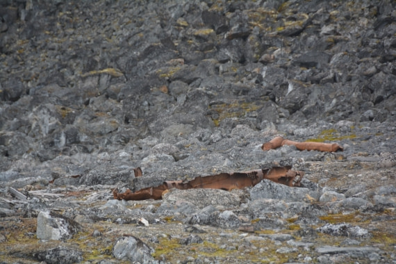 PLA11-24, Day 2, DSC_0113 © Paolo Bellezze - Oceanwide Expeditions.JPG