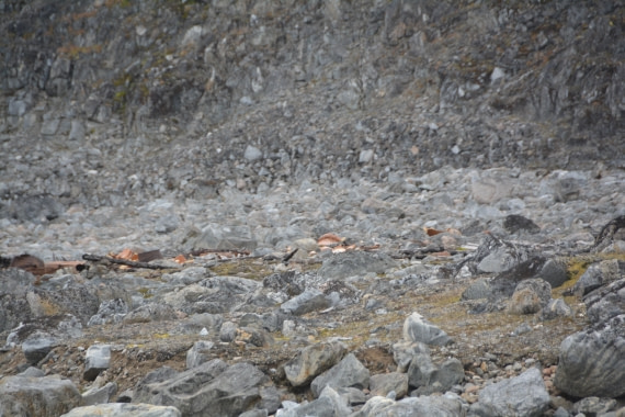 PLA11-24, Day 2, DSC_0115 © Paolo Bellezze - Oceanwide Expeditions.JPG