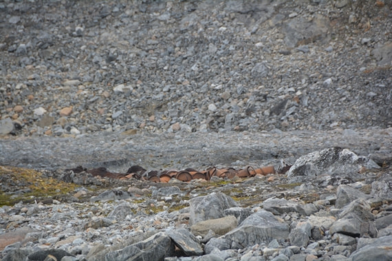 PLA11-24, Day 2, DSC_0120 © Paolo Bellezze - Oceanwide Expeditions.JPG