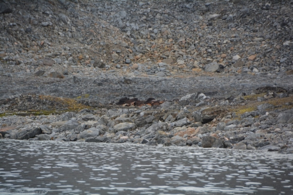 PLA11-24, Day 2, DSC_0123 (2) © Paolo Bellezze - Oceanwide Expeditions.JPG