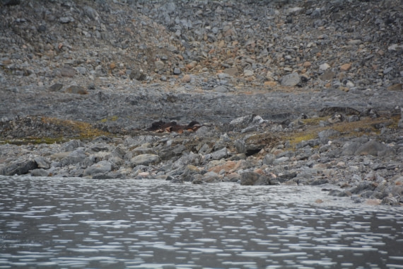 PLA11-24, Day 2, DSC_0126 (2) © Paolo Bellezze - Oceanwide Expeditions.JPG