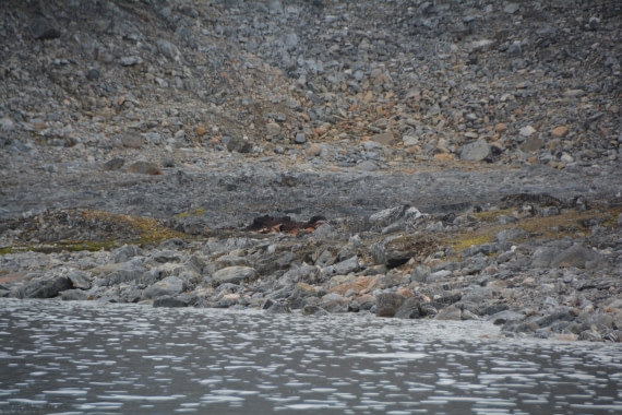 PLA11-24, Day 2, DSC_0127 © Paolo Bellezze - Oceanwide Expeditions.JPG