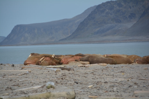 PLA11-24, Day 2, DSC_0138 (2) © Paolo Bellezze - Oceanwide Expeditions.JPG
