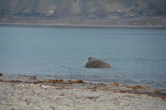PLA11-24, Day 2, DSC_0140 © Paolo Bellezze - Oceanwide Expeditions.JPG