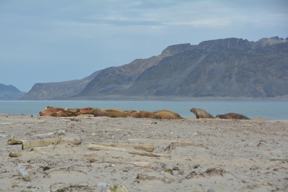 PLA11-24, Day 2, DSC_0145 © Paolo Bellezze - Oceanwide Expeditions.JPG