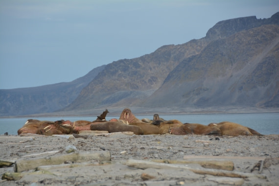 PLA11-24, Day 2, DSC_0148 © Paolo Bellezze - Oceanwide Expeditions.JPG