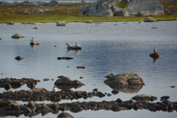 PLA11-24, Day 2, DSC_0212 (2) © Paolo Bellezze - Oceanwide Expeditions.JPG