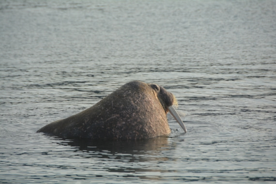 PLA11-24, Day 2, DSC_0224 © Paolo Bellezze - Oceanwide Expeditions.JPG