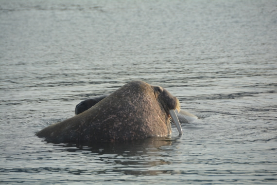 PLA11-24, Day 2, DSC_0225 © Paolo Bellezze - Oceanwide Expeditions.JPG