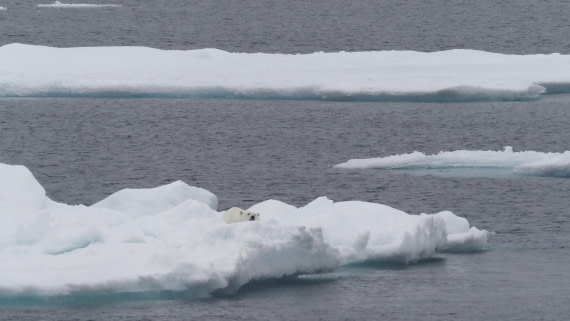 PLA11-24, Day 4, _1010241_© Ursula Tscherter © Ursula Tscherter - Oceanwide Expeditions.JPG