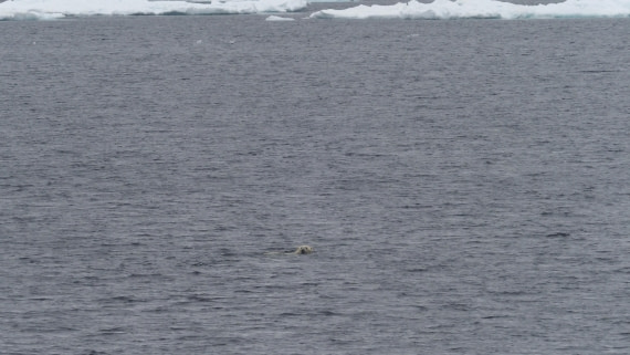 PLA11-24, Day 4, _1010378_© Ursula Tscherter © Ursula Tscherter - Oceanwide Expeditions.JPG