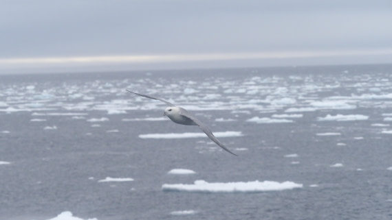 PLA11-24, Day 4, _1010433_© Ursula Tscherter © Ursula Tscherter - Oceanwide Expeditions.JPG