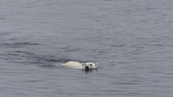 PLA11-24, Day 4, _1010535_© Ursula Tscherter © Ursula Tscherter - Oceanwide Expeditions.JPG