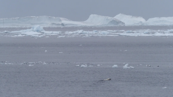 PLA11-24, Day 4, _1010575_© Ursula Tscherter © Ursula Tscherter - Oceanwide Expeditions.JPG