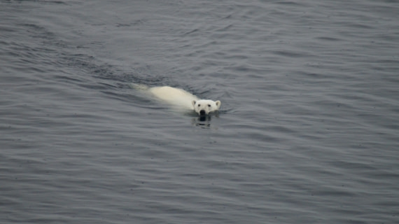 PLA11-24, Day 4, DSC07767 © Jess Owen - Oceanwide Expeditions.JPG