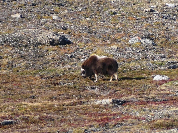 PLA11-24, Day 6,  Musk Ox 1 © Unknown photographer - Oceanwide Expeditions.JPG