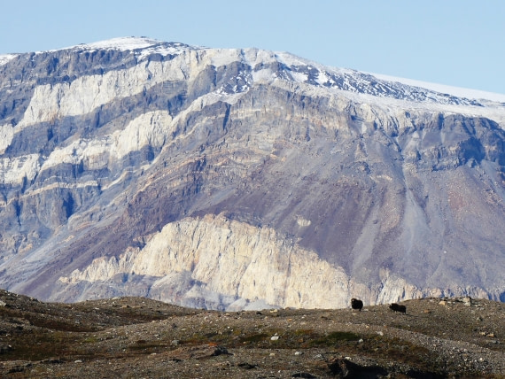 PLA11-24, Day 6,  Musk Ox and mountain © Unknown photographer - Oceanwide Expeditions.JPG