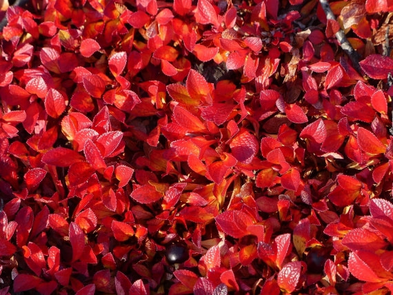 PLA11-24, Day 6,  red birch © Unknown photographer - Oceanwide Expeditions.JPG