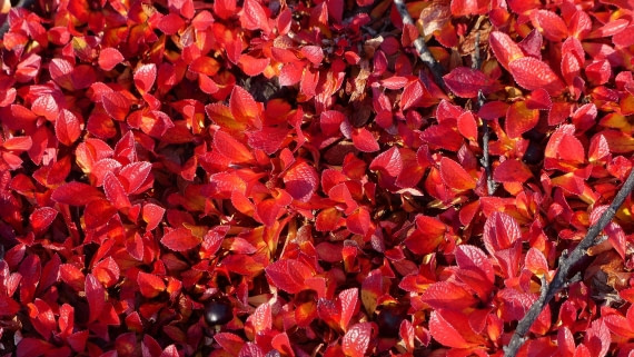 PLA11-24, Day 6,  red birch 16 x 9 © Unknown photographer - Oceanwide Expeditions.JPG