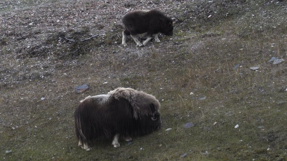 PLA11-24, Day 7, _1010141_© Ursula Tscherter © Ursula Tscherter - Oceanwide Expeditions.JPG
