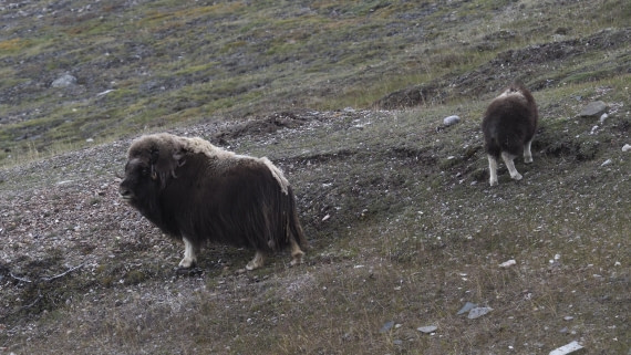 PLA11-24, Day 7, _1010166_© Ursula Tscherter (2) © Ursula Tscherter - Oceanwide Expeditions.JPG
