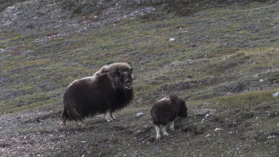 PLA11-24, Day 7, _1010176_© Ursula Tscherter © Ursula Tscherter - Oceanwide Expeditions.JPG