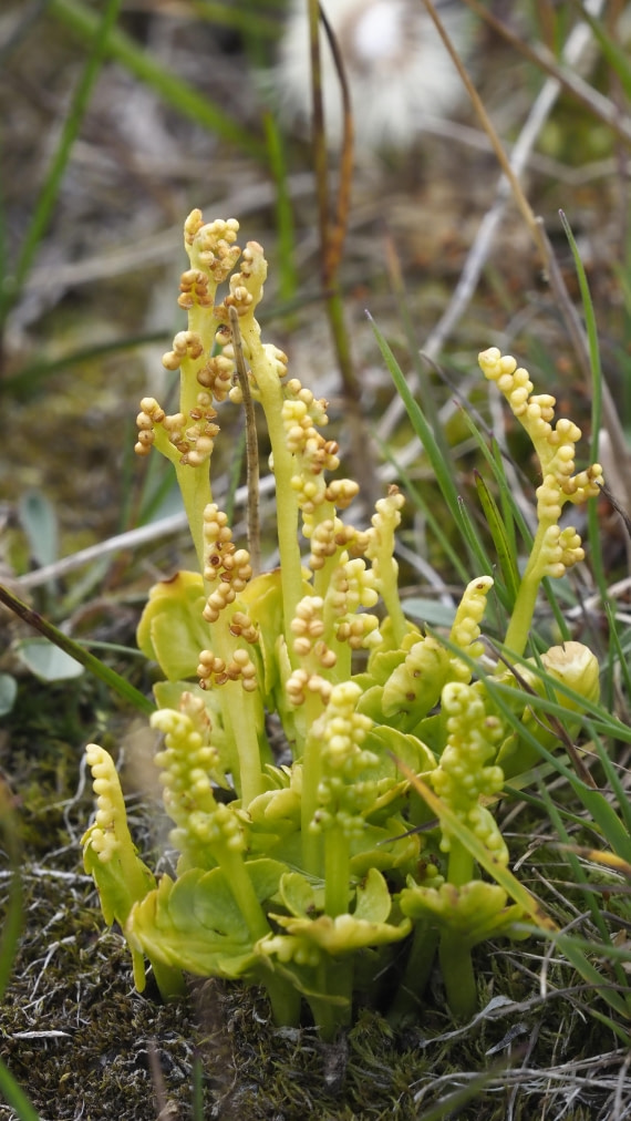 PLA11-24, Day 7, _1010308_© Ursula Tscherter © Ursula Tscherter - Oceanwide Expeditions.JPG