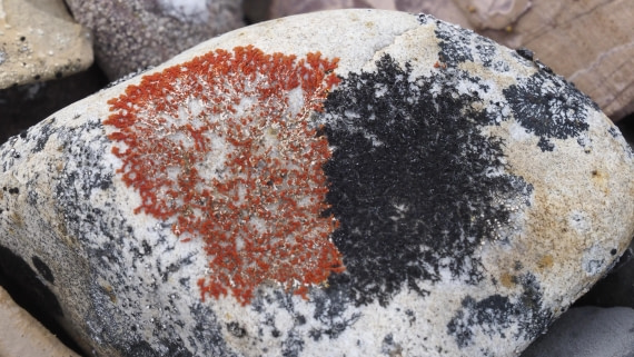 PLA11-24, Day 7, _1010422_© Ursula Tscherter © Ursula Tscherter - Oceanwide Expeditions.JPG