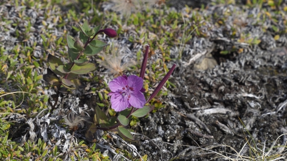 PLA11-24, Day 7, _1010545_© Ursula Tscherter © Ursula Tscherter - Oceanwide Expeditions.JPG