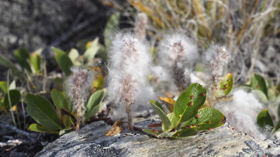 PLA11-24, Day 7, _1010547_© Ursula Tscherter (2) © Ursula Tscherter - Oceanwide Expeditions.JPG