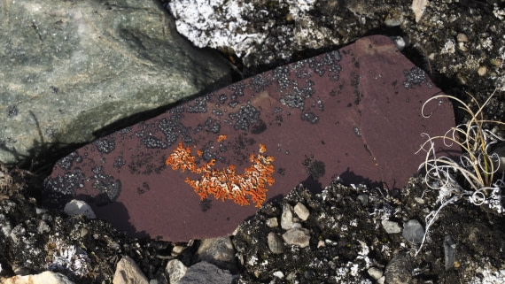 PLA11-24, Day 7, _1010649_© Ursula Tscherter © Ursula Tscherter - Oceanwide Expeditions.JPG