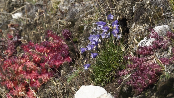 PLA11-24, Day 7, _1010679_© Ursula Tscherter © Ursula Tscherter - Oceanwide Expeditions.JPG