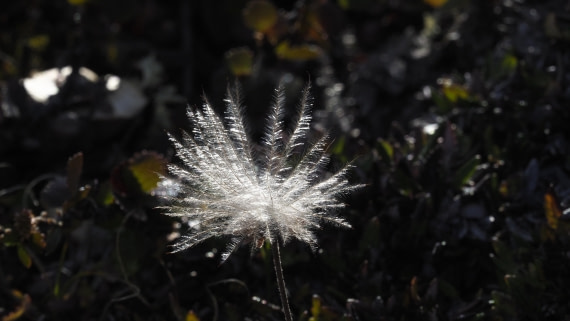 PLA11-24, Day 7, _1010716_© Ursula Tscherter © Ursula Tscherter - Oceanwide Expeditions.JPG